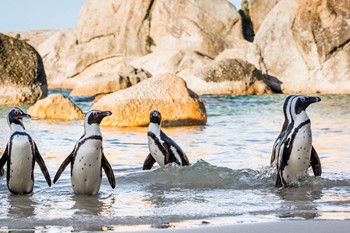Geotours Cape Town South Africa Penguins 02_41b1d_md.jpg